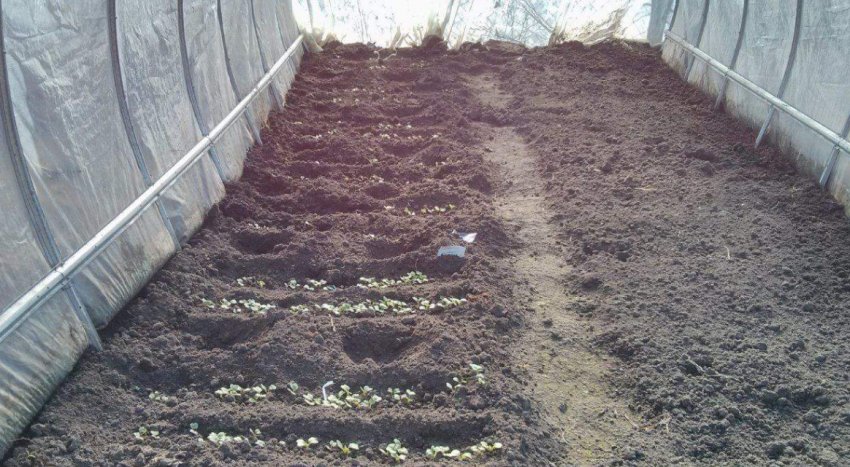 Посадка рослин в теплиці