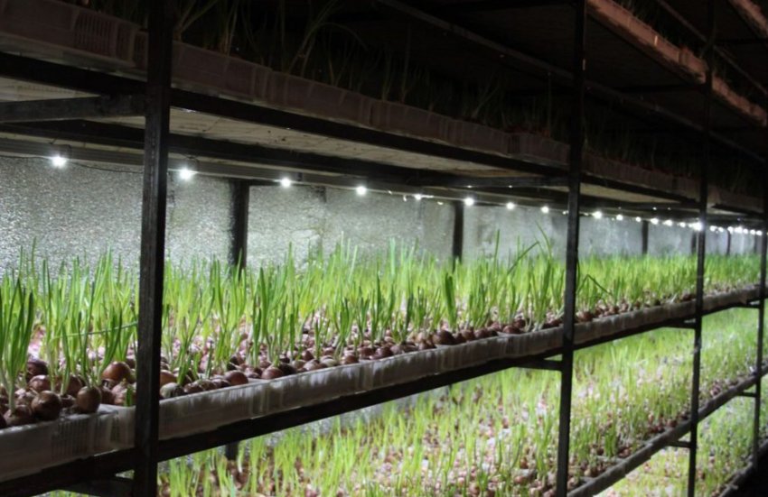 Вирощування цибулі в парнику