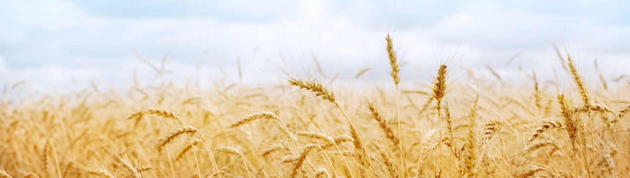 «Ячмінь-першопроходець» допоміг Росії знайти вигідного партнера в особі Кореї