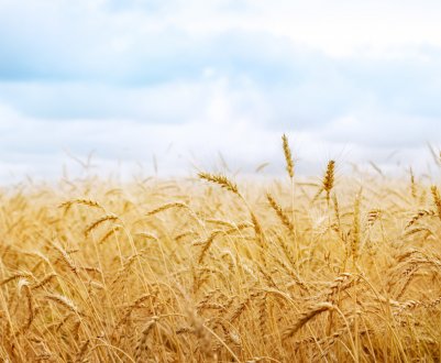 «Ячмінь-першопроходець» допоміг Росії знайти вигідного партнера в особі Кореї