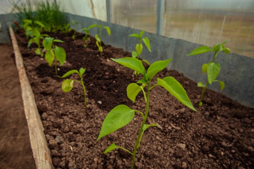 Вирощування в теплиці