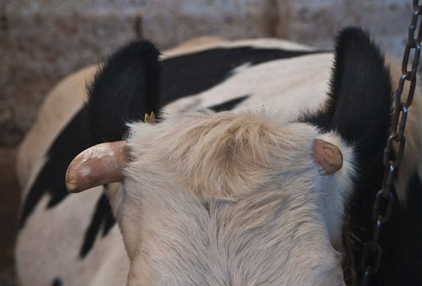 Сломанный рог у коровы