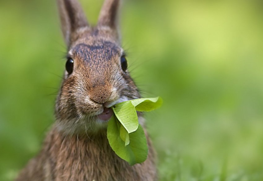 Кролик ест листья