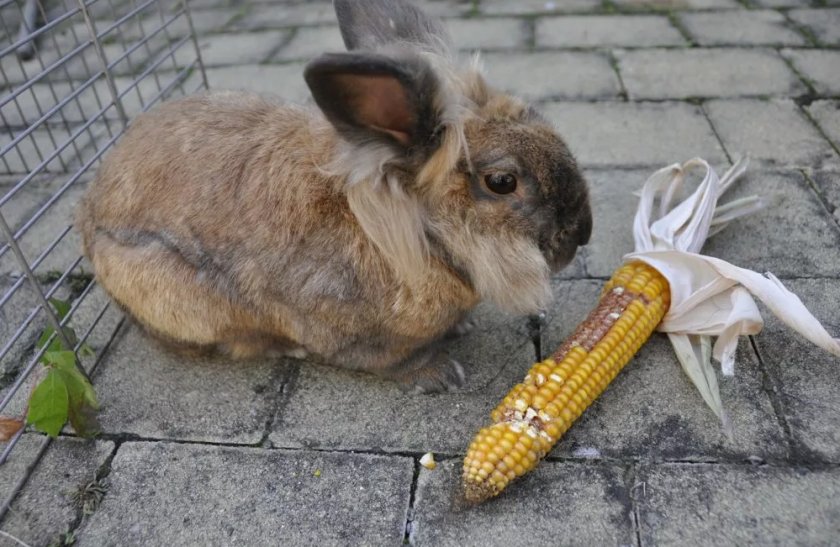 Кролик ест кукурузу