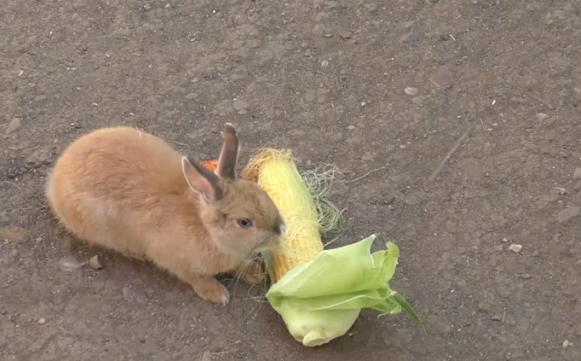 Кролик ест кукурузу