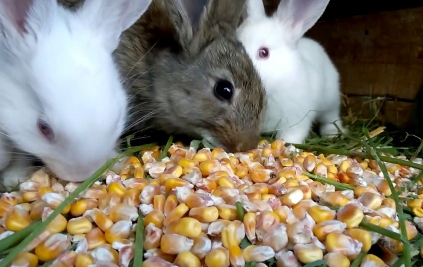 Кролики едят кукурузу
