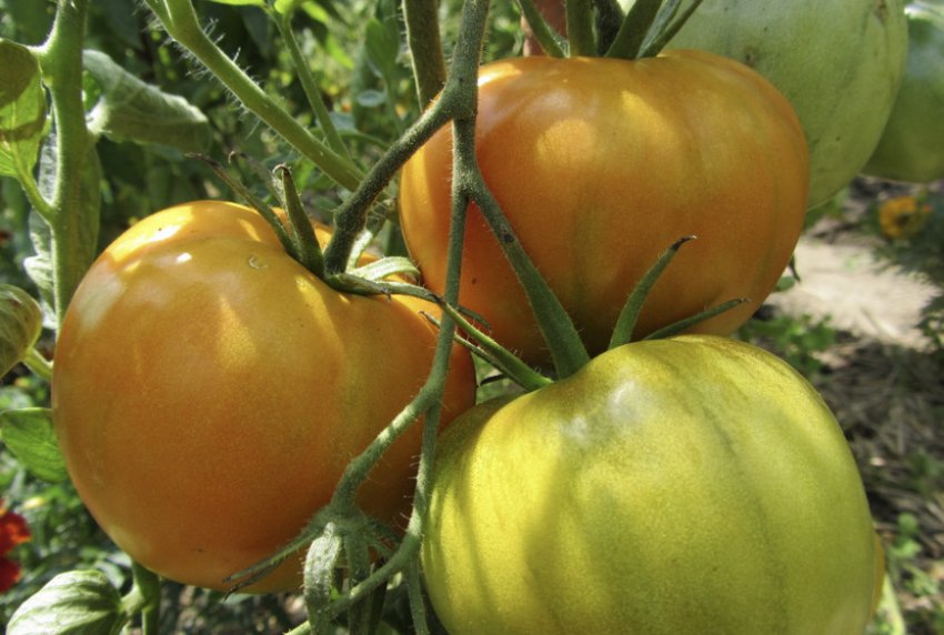 Помаранчеве диво