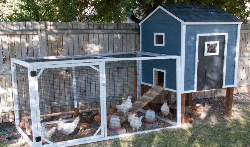 Курник на 10 курей