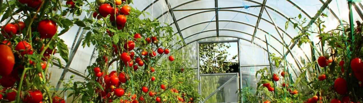 Особливості формування томатів у теплиці