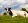 Болезни вымени у коров и их лечение картинки