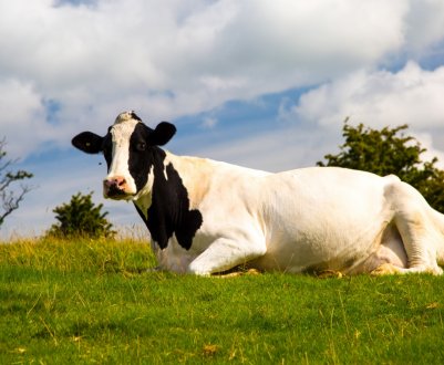 Как у коровы вылечить вымя у коровы
