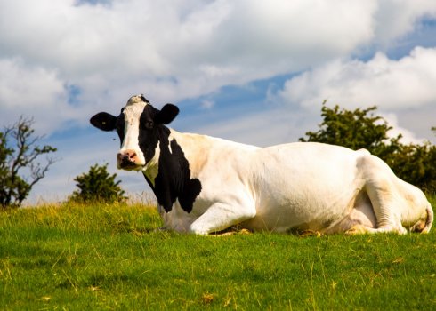 Як лікувати набряк вим'я у корови після отелення
