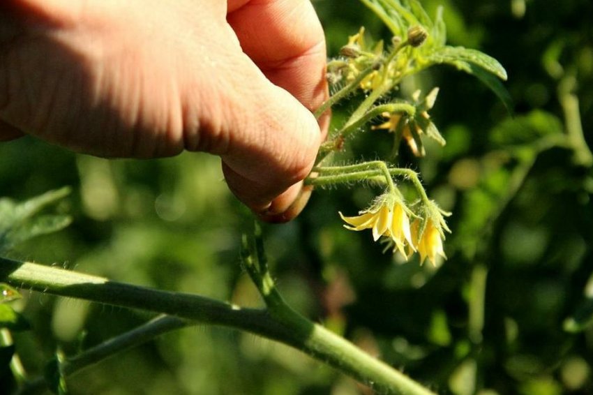 Прищипування верхівок Прищипування верхівок