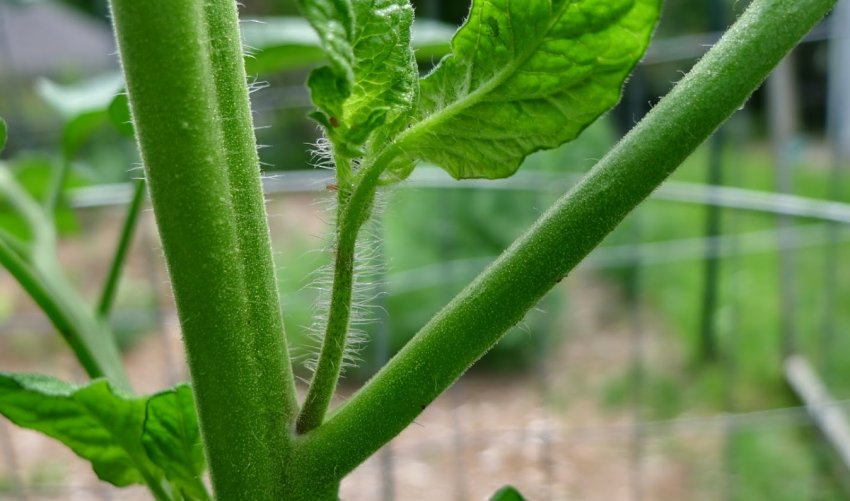 Пасинки помідорів Пасинки помідорів