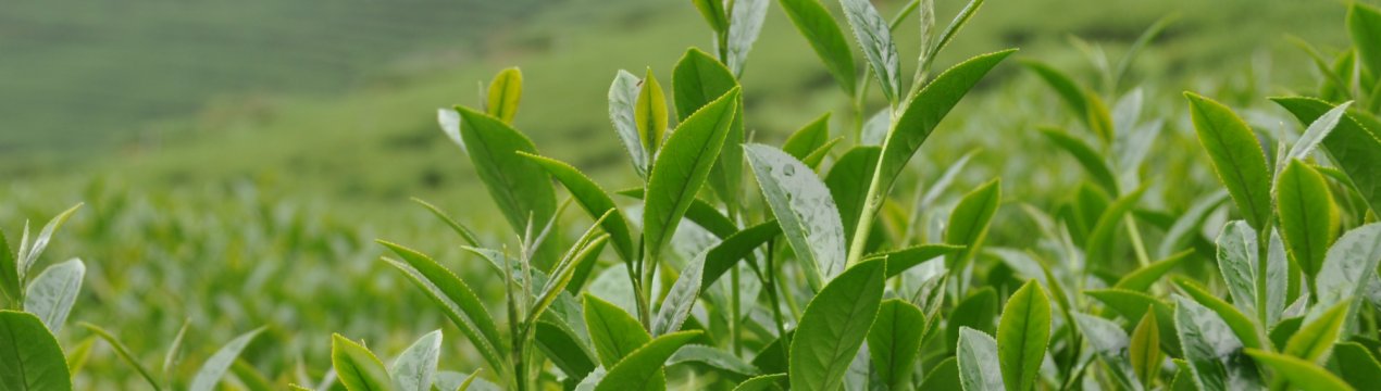 Краснодарські чаеводы просять про допомогу!