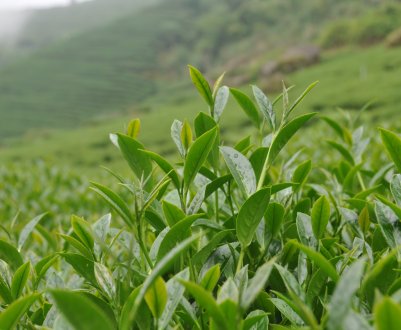 Краснодарські чаеводы просять про допомогу!