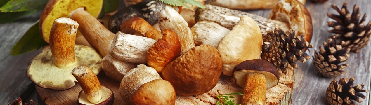 Жителі Словенії лікуються російськими грибами