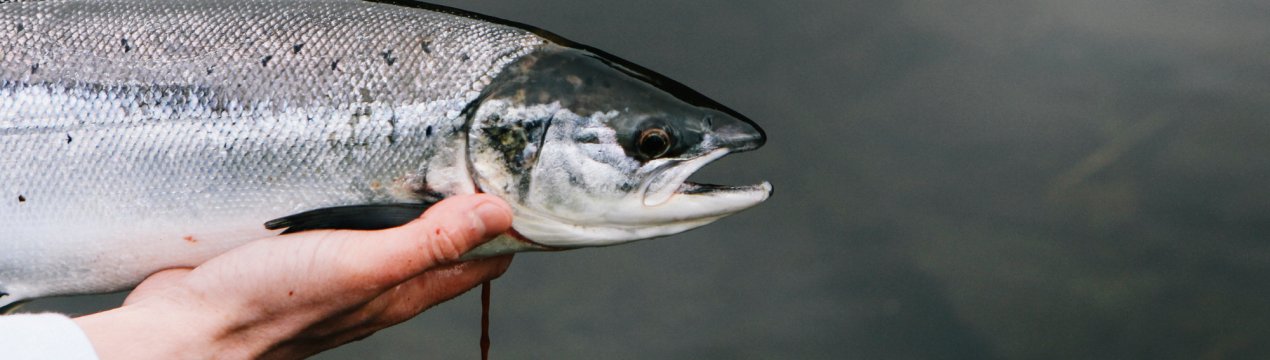 Ловися, рибко, велика і маленька: російські рибалки ставлять історичні рекорди