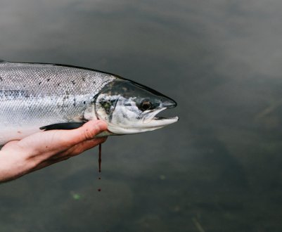 Ловися, рибко, велика і маленька: російські рибалки ставлять історичні рекорди
