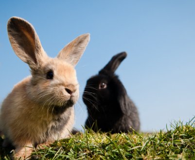 Чим лікувати болячки у кроликів у вухах