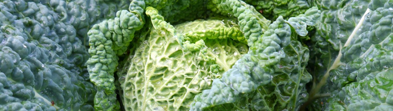 Вирощування і догляд за савойської капустою у відкритому грунті