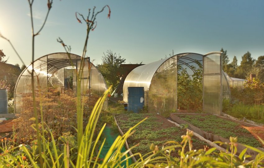 Кремлівська теплиця