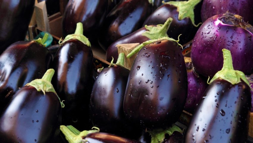 Чорний красень Чорний красень