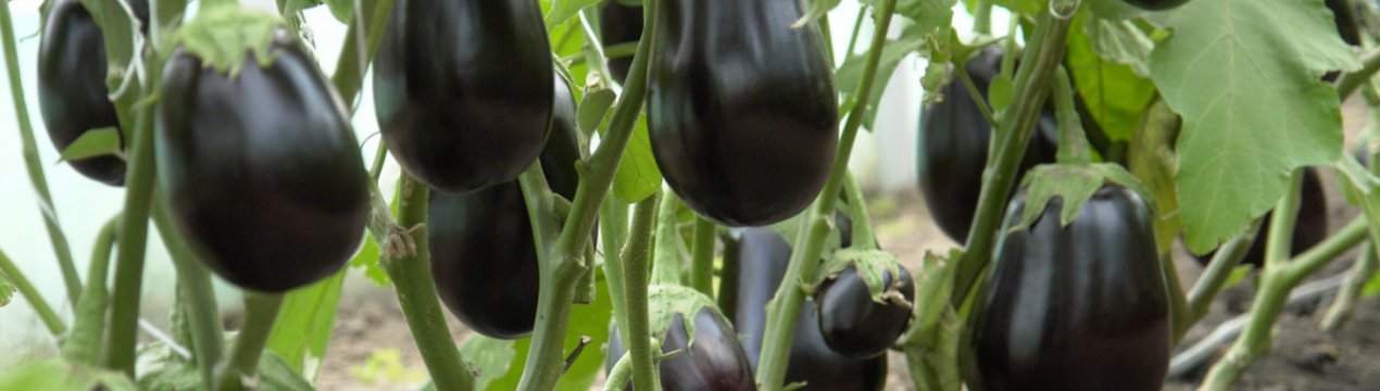 Як боротися з хворобами та шкідниками баклажанів в теплиці