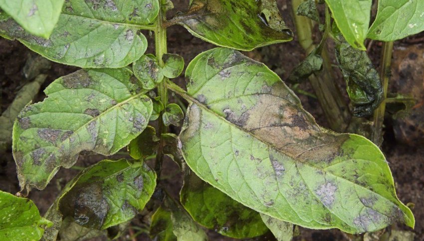 Фітофтороз Фітофтороз