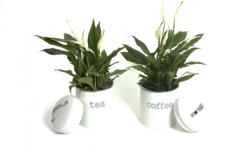 Спатіфіллум маленький Спатіфіллум маленький