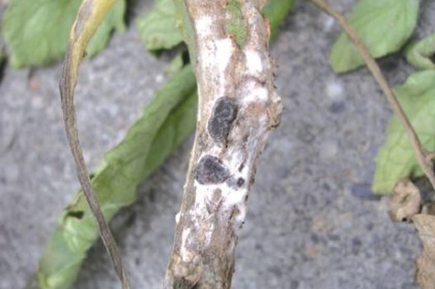 Склеротиніоз Склеротиніоз