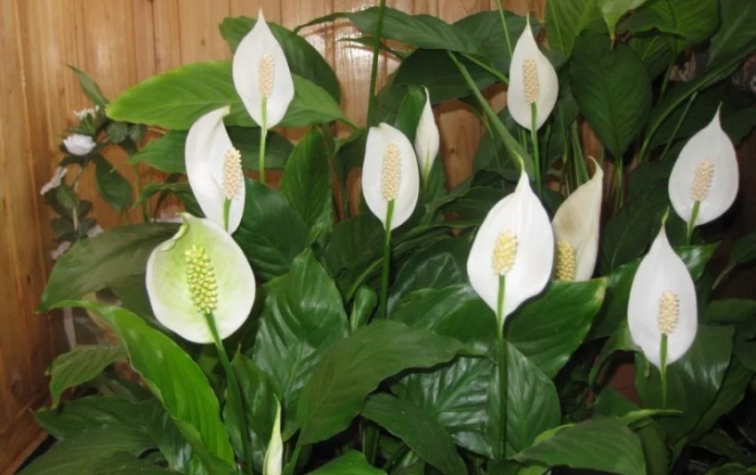 Спатіфіллум рясноквітнучий Спатіфіллум рясноквітнучий