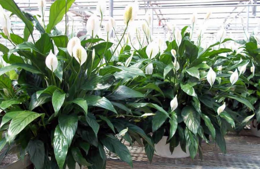 Спатіфіллум сміливий Спатіфіллум сміливий