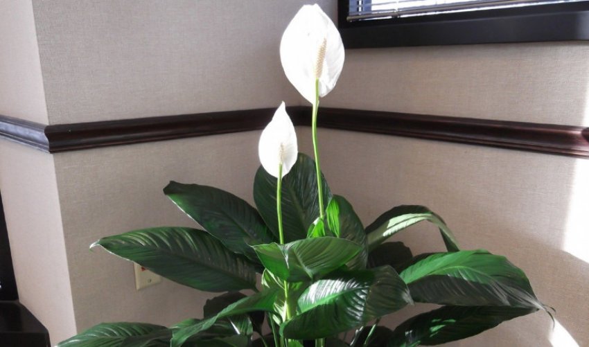Спатіфіллум мауна лоа Спатіфіллум мауна лоа