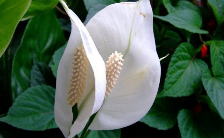 Спатіфіллум адажіо Спатіфіллум адажіо