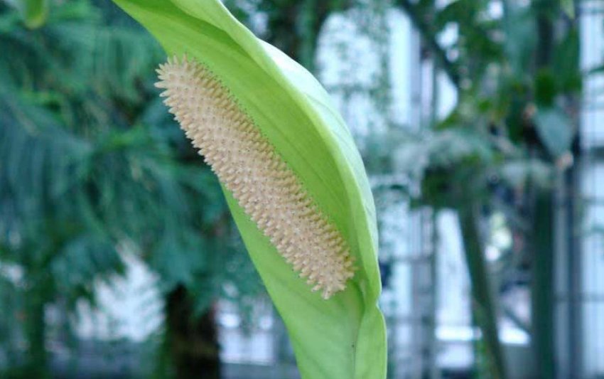 Спатіфіллум Каннолистный Спатіфіллум Каннолистный