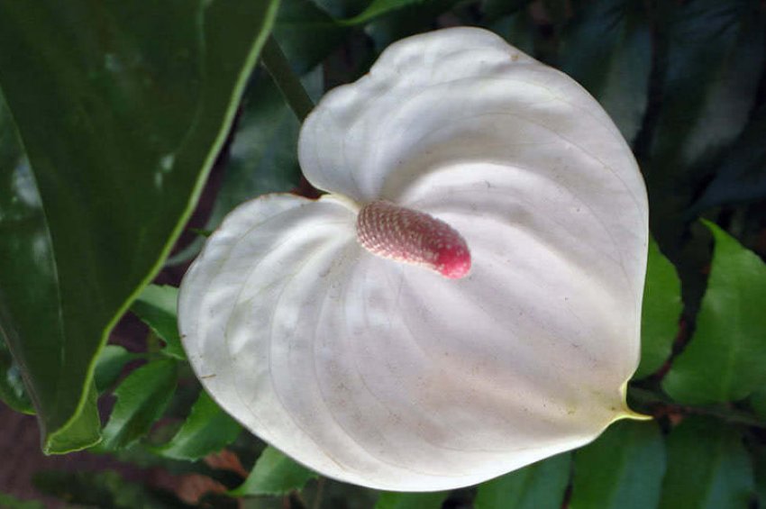 Спатіфіллум чарівний Спатіфіллум чарівний