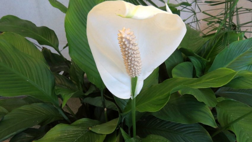 Спатіфіллум Уолліса Спатіфіллум Уолліса