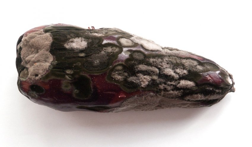 Ботритис Ботритис