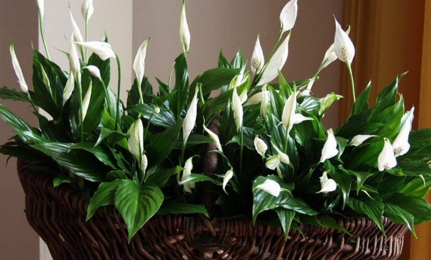 Спатіфіллум почуття Спатіфіллум почуття
