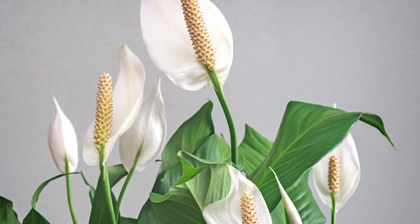 Спатіфіллум геликониелистный Спатіфіллум геликониелистный