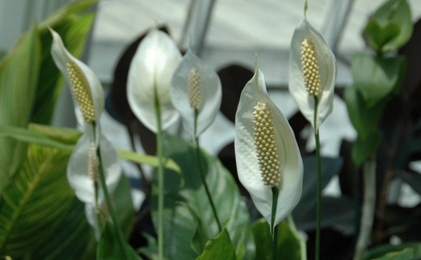 Спатіфіллум палас Спатіфіллум палас