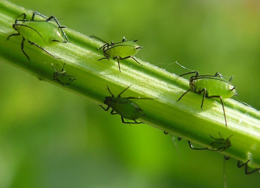 Попелиця Попелиця