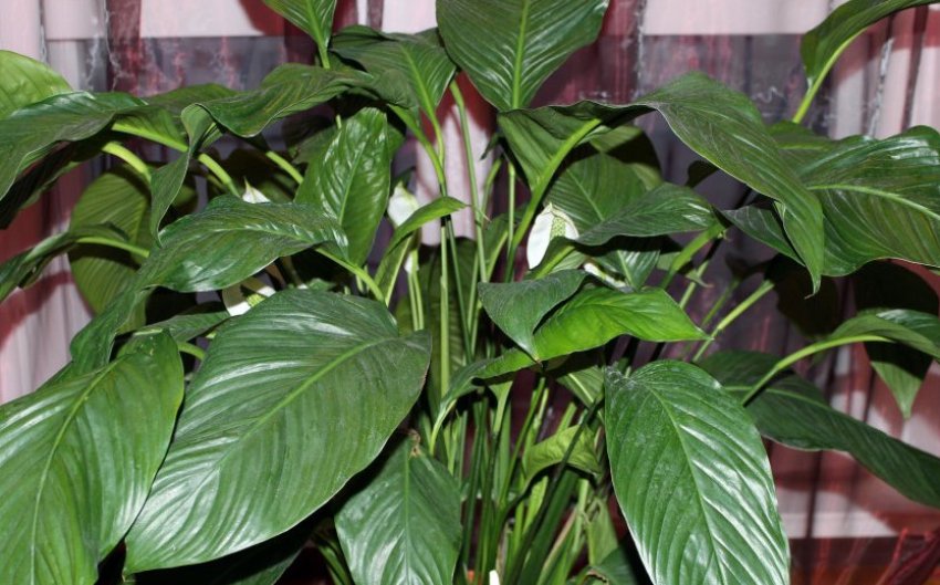 Спатіфіллум прелюдія Спатіфіллум прелюдія