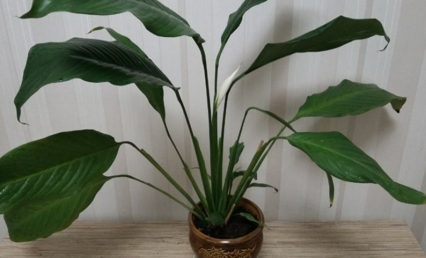 Спатіфіллум Спатіфіллум