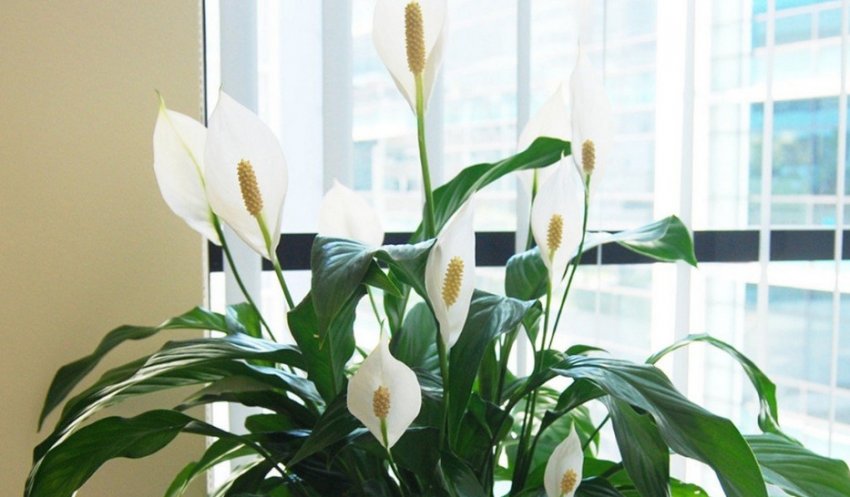 Спатіфіллум Уолліса Спатіфіллум Уолліса