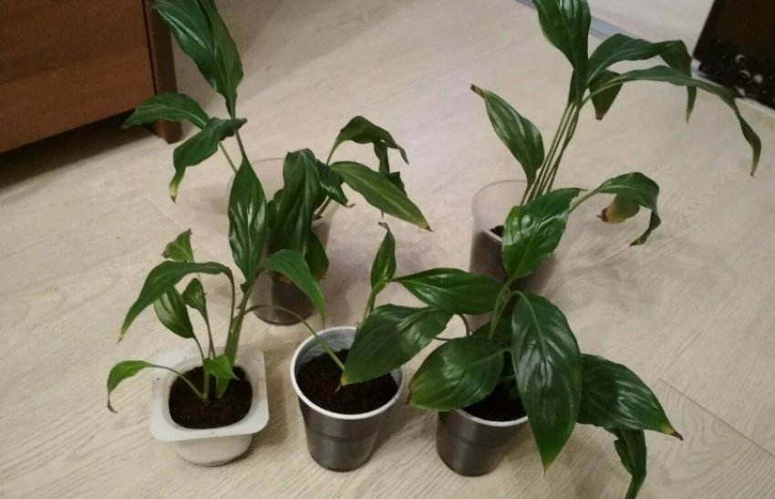 Спатіфіллум Спатіфіллум