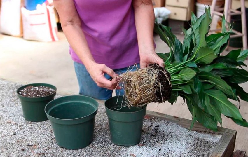 Пересадка Пересадка