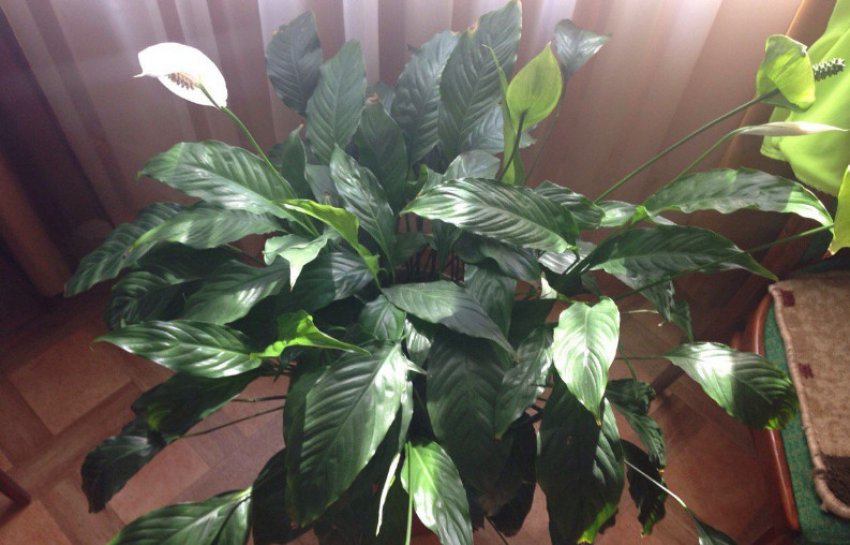 Спатіфіллум уолліса Спатіфіллум уолліса