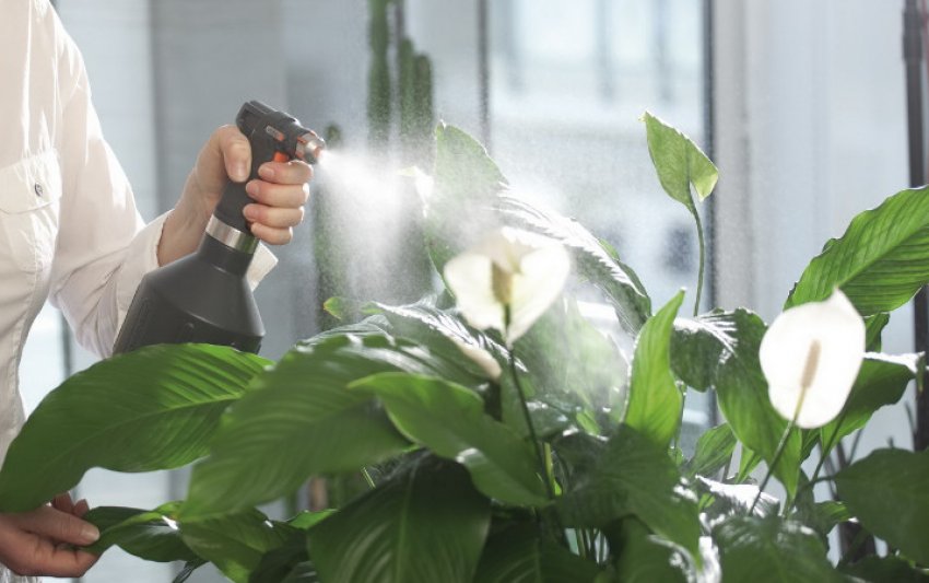 Обприскування спатифиллума Обприскування спатифиллума